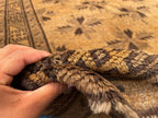 5x8 ft Brown Vintage Handwoven Tribal Wool Geometric Carpet - Living Room Carpet